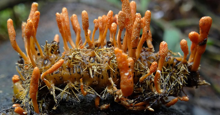 Свойства гриба Кордицепс китайский Cordyceps sinensis &ndash; гриб семейства Офиокордицепсовые
