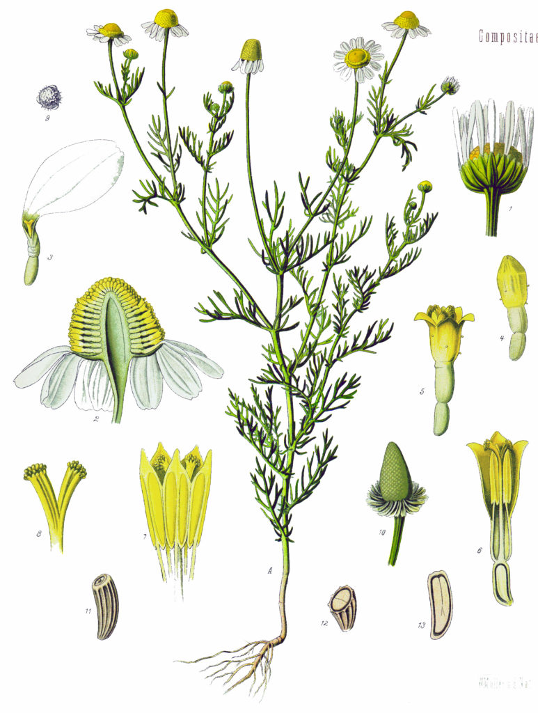 Ромашка matricaria recutita koe 773x1024 - Ромашка