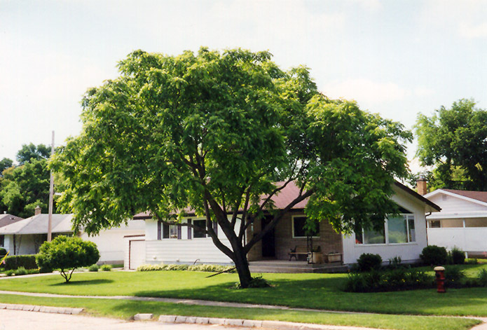Мускатный орех Juglans cinerea / Фото NetPS Plant Finder Мускатный орех Juglans cinerea