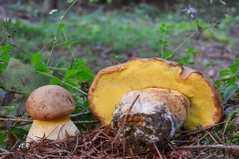 Боровик девичий (лат. Butyribolеtus appendiculаtus) Боровик девичий (лат. Butyribolеtus appendiculаtus)