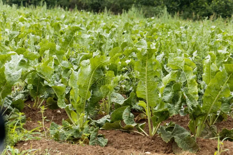 Хрен plantas del rabano picante rusticana del armoracia 96647909 1 - Хрен