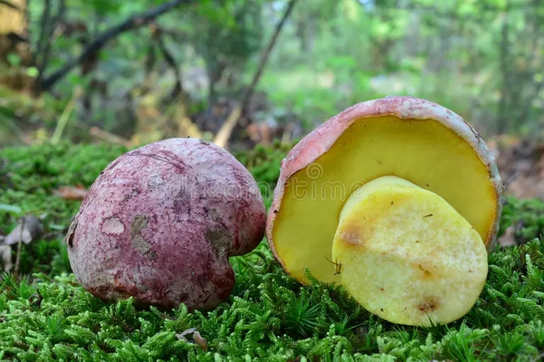 Боровик девичий (лат. Butyribolеtus appendiculаtus) Боровик девичий (лат. Butyribolеtus appendiculаtus)