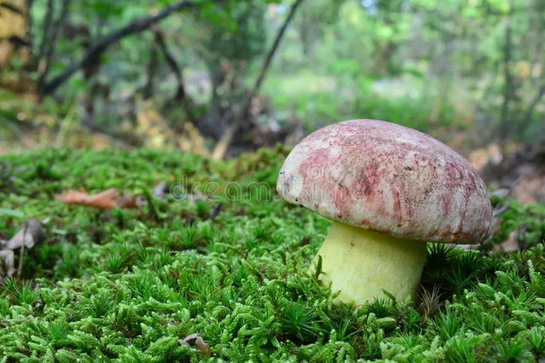 Боровик девичий (лат. Butyribolеtus appendiculаtus) Боровик девичий (лат. Butyribolеtus appendiculаtus)