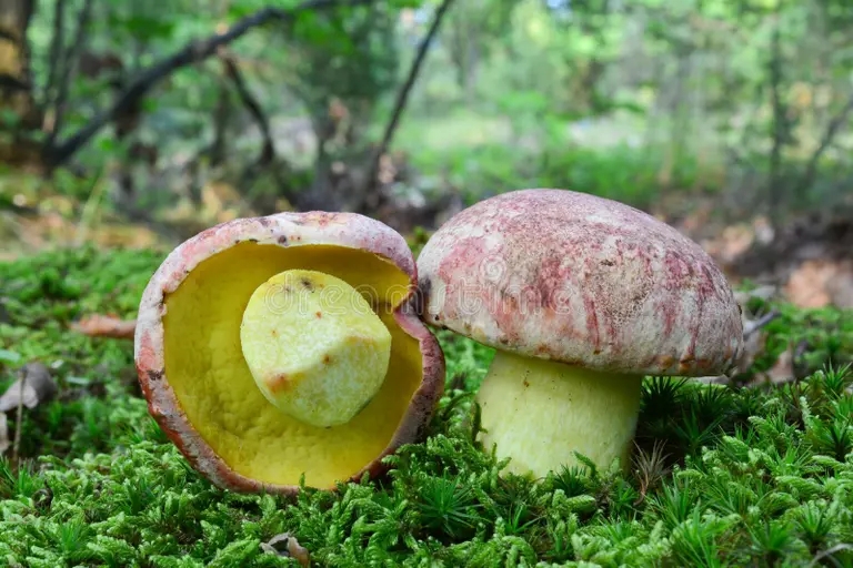 Боровик девичий (лат. Butyribolеtus appendiculаtus) Боровик девичий (лат. Butyribolеtus appendiculаtus)