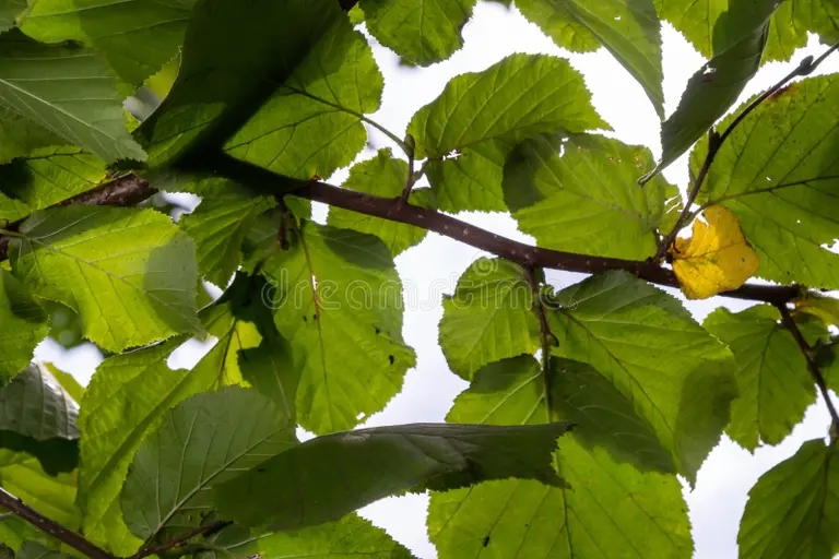 common hazel lombardii new leaves latin name corylus avellana 283048144 - Лещина