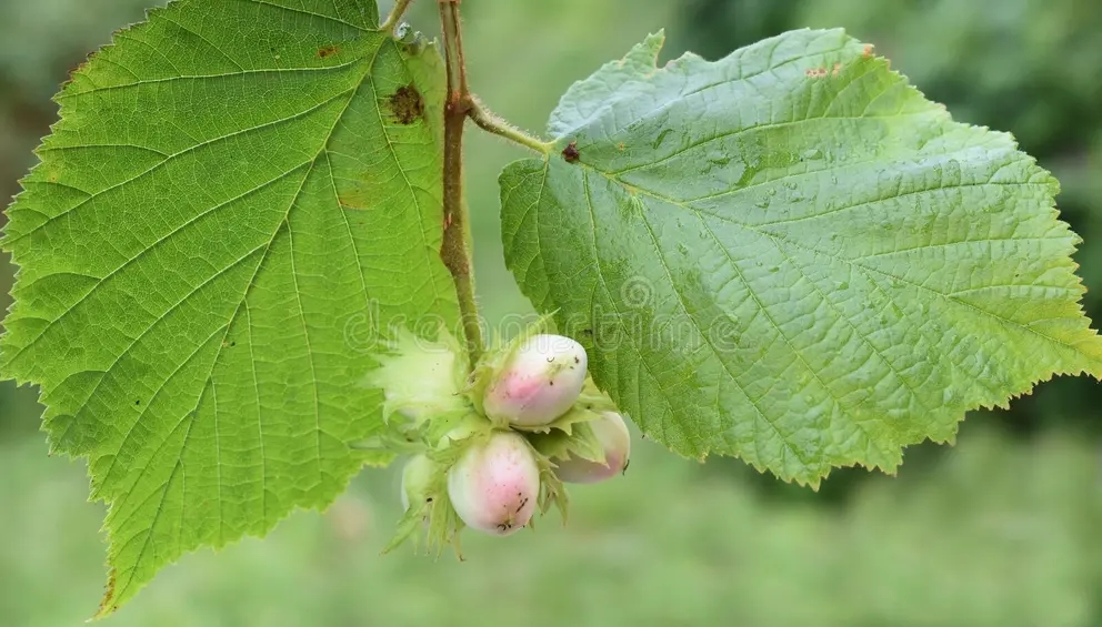 common hazel tree young nuts outdoors new twig 279839567 - Лещина
