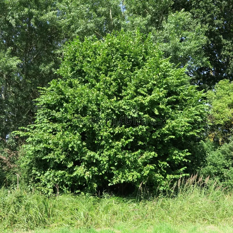 corylus avellana not ripe fruits up to feet tall bush 57780475 - Лещина