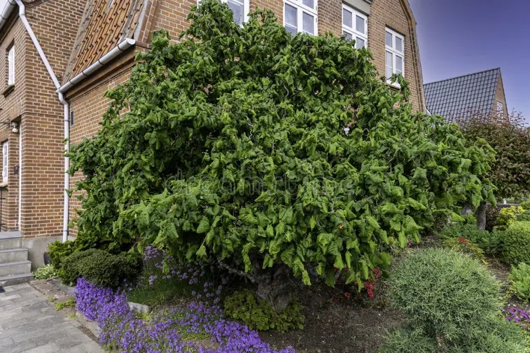 front side view corylus avellana hazel tree yard 216635037 - Лещина