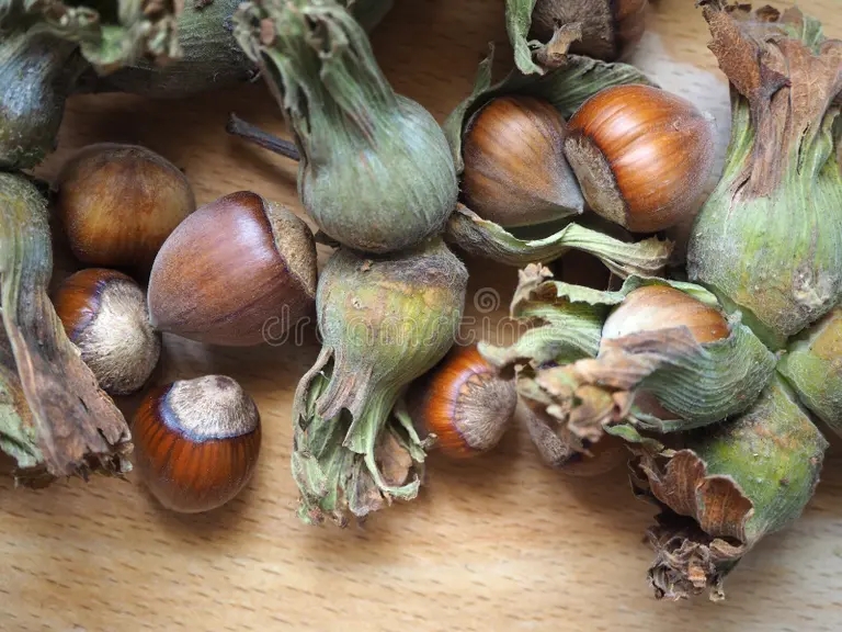 green cob hazelnuts green cob hazelnuts harvested fresh shelled hazelnuts isolated wood background 288620664 - Лещина