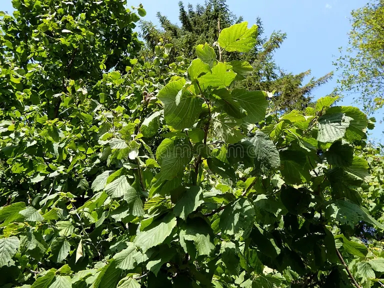 green leaves hazel woods forest corylus avellana 98647621 - Лещина