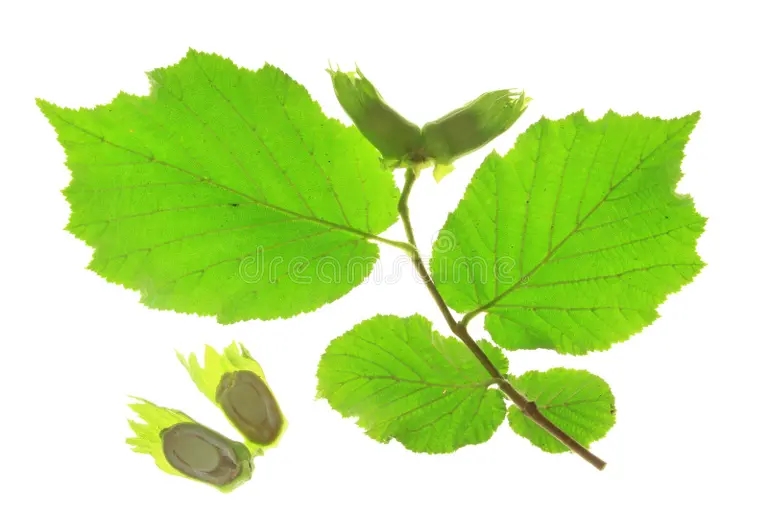 hazel corylus avellana little twig tree unripe nuts fresh green leaves isolated against white background 48738661 - Лещина