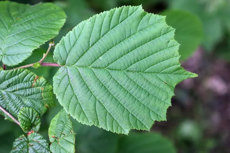 hazel tree leaves close up hazel corylus avellana tree leaves one prominent centre blurred background 126694803 - Лещина