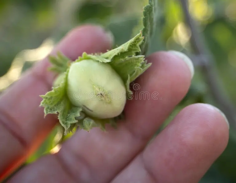 hazelnut corylus branches tree 250833914 - Лещина
