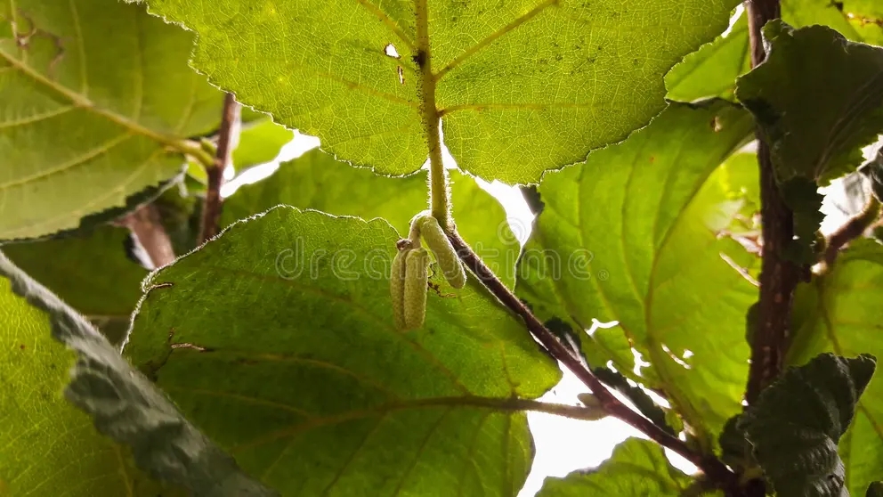 hazelnut tree flowers known as cobnut filbert nut 181616588 - Лещина
