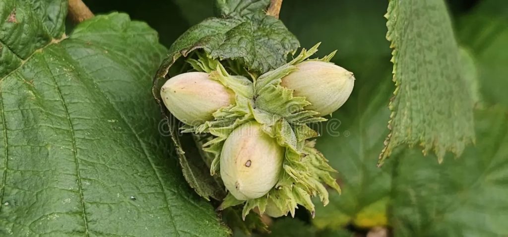 hazelnut tree many hazelnut fruits corylus avellana hazelnut tree many hazelnut fruits corylus avellana 291610487 1024x478 - Лещина