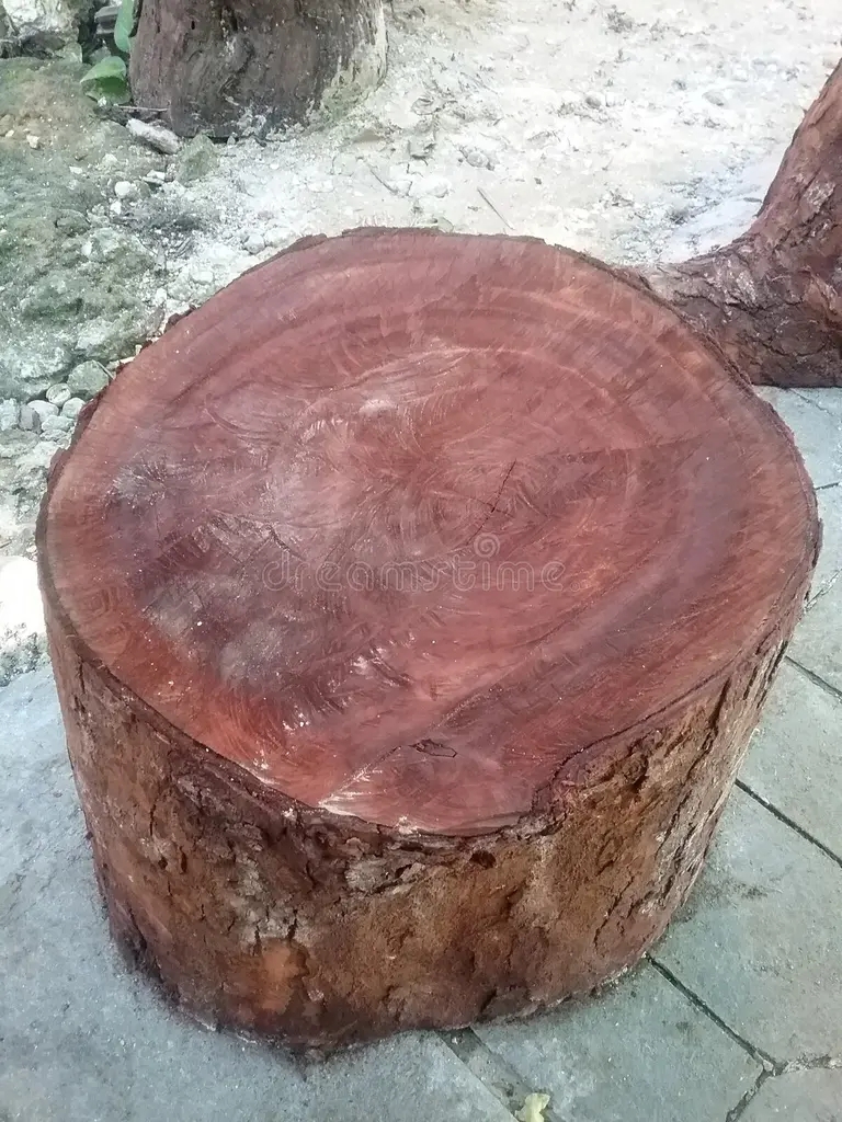 Красное дерево krasnoe derevo kotoroe srezano i imeet korichnevo krasnyj czvet 314766423 - Красное дерево