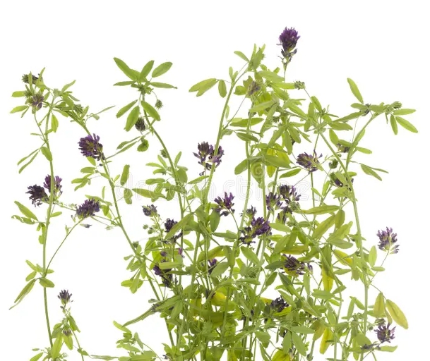 Люцерна lucerne czvetka 25455377 - Люцерна