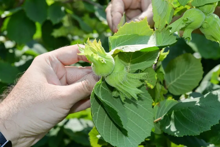 outdoor photography two human hands holding large green hazelnuts has been taken natural daylight hand comparison 139858236 - Лещина