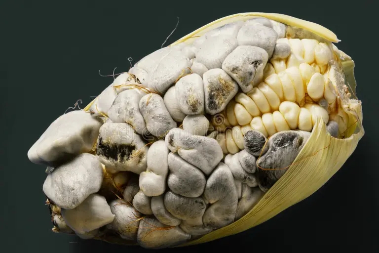 vliyanie kukuruzy s gribkom izvestnym kak huitlacoche ili cuitlacoche etot grib 188565605 - Плесень