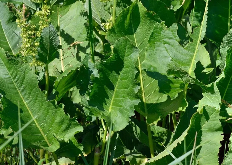 czvetya confertus rumex na pre posy ke ze enoj travy 55189024 &mdash; kopiya 2 - Щавель конский