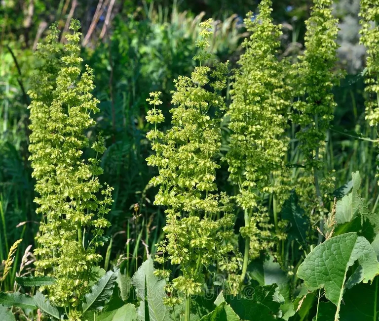 czvetya confertus rumex na pre posy ke ze enoj travy 55189024 &mdash; kopiya - Щавель конский