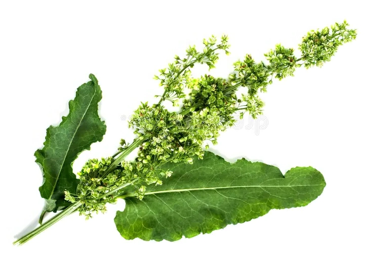 losha  shhave ya ekarstvennogo rasteniya confertus rumex aziatskij ok 72950284 - Щавель конский