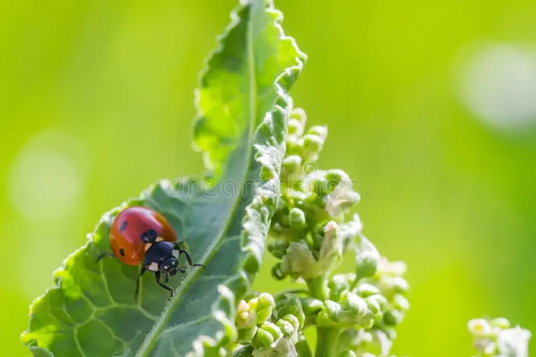 na skame podsudimyh rossijskogo confertus ladybugs rumex czvetov terroristy 175434892 - Щавель конский