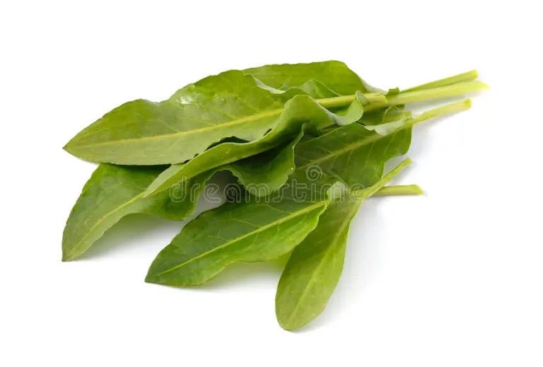 rumex confertusgreen listya izolirovannye na belom fone zelenogo confertus 212029299 - Щавель конский