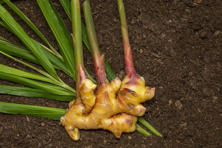 Имбирь imbir czingiber officinale korni na zemle oficzialnye bio 295950664 - Имбирь