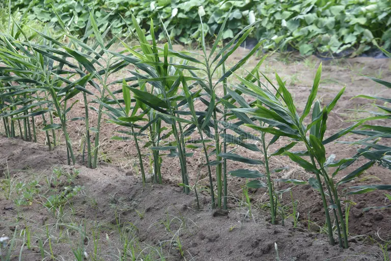 Имбирь vyrashhivanie imbir eto czingiberaczei i ee korni ispolzuyutsya dlya 229969755 - Имбирь