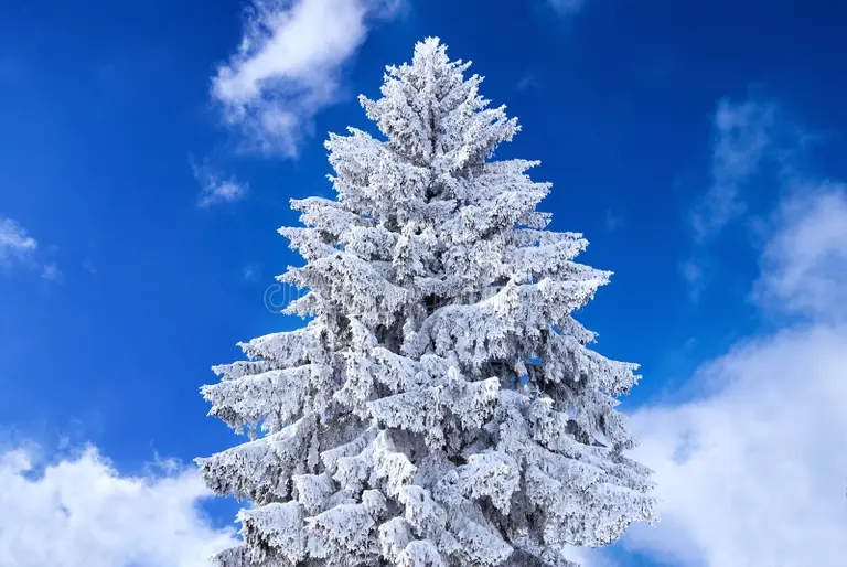 albero di natale coperto neve 16831405 result - Ель