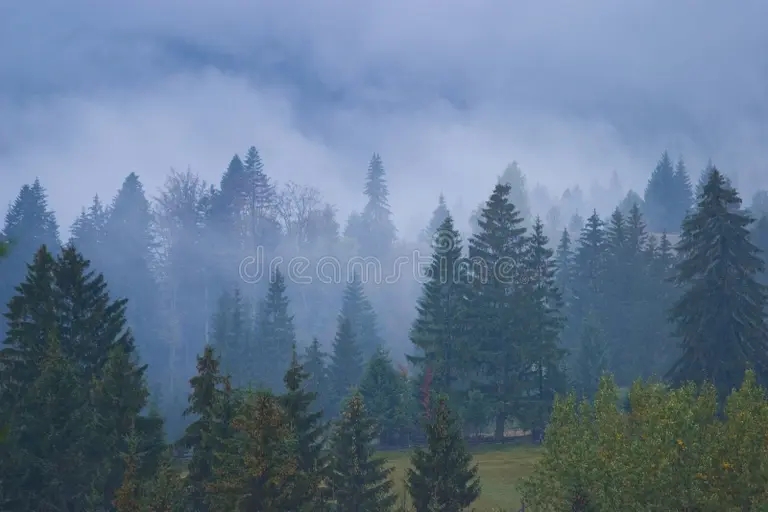 foresta nebbiosa 3842712 result - Ель