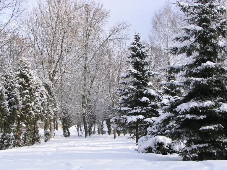 giorno di inverno 2 843858 result - Ель