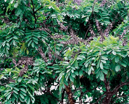 CC0