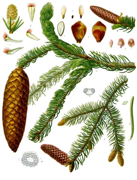 picea abies   kohler&ndash;s medizinal pflanzen 105 - Ель
